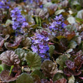 Ajuga reptans Black Scallop Pot | 9cm