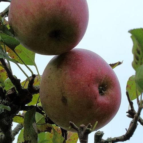 Apple Allington Pippin