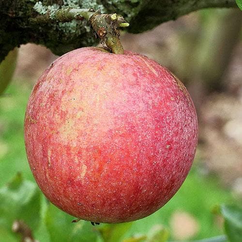 Apple Allington Pippin