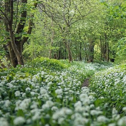 Allium ursinum - Future Forests