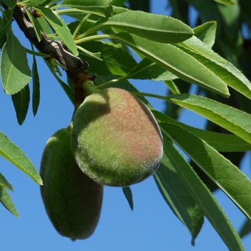 Almond Robijn - Prunus dulcis Robijn - Future Forests