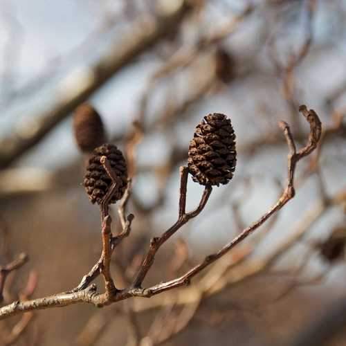 Alnus cordata - Italian Alder - Future Forests