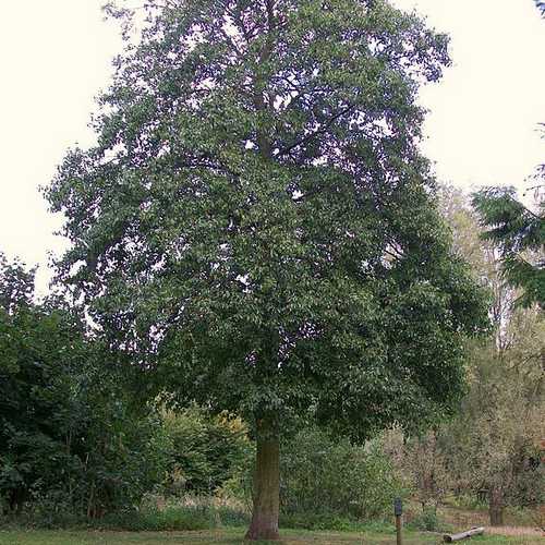 Alnus cordata - Italian Alder - Future Forests