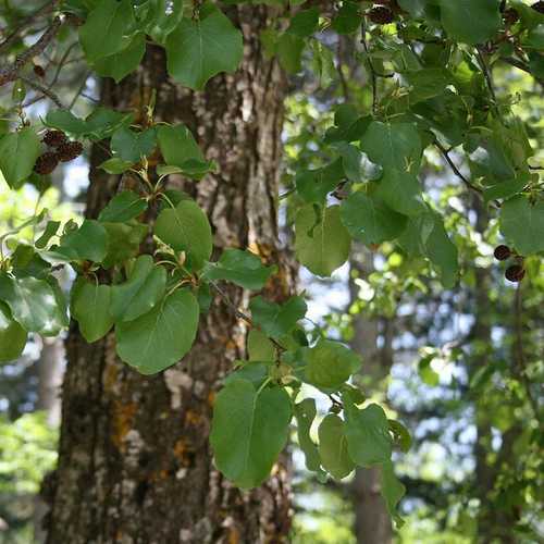 Alnus cordata - Italian Alder - Future Forests