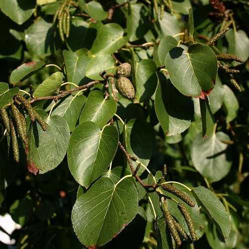 Alnus cordata - Italian Alder - Future Forests