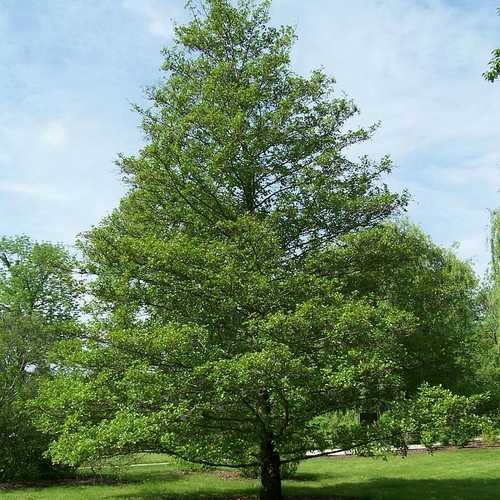 Alnus glutinosa - Common Alder Bareroot | 2-3ft / N/A / Certified Irish seed