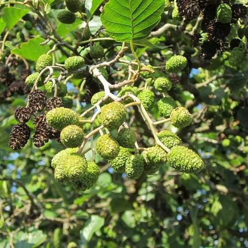 Alnus glutinosa 2-3ft Bareroot - Future Forests