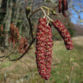 Alnus rubra - Red Alder Bareroot | 1-2ft