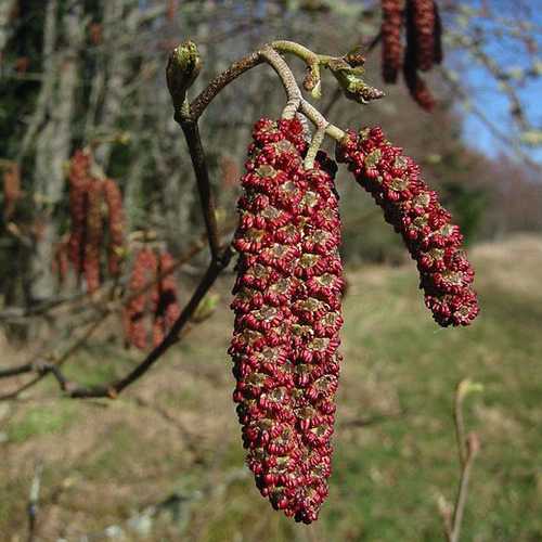 Alnus rubra - Red Alder Bareroot | 2-3ft