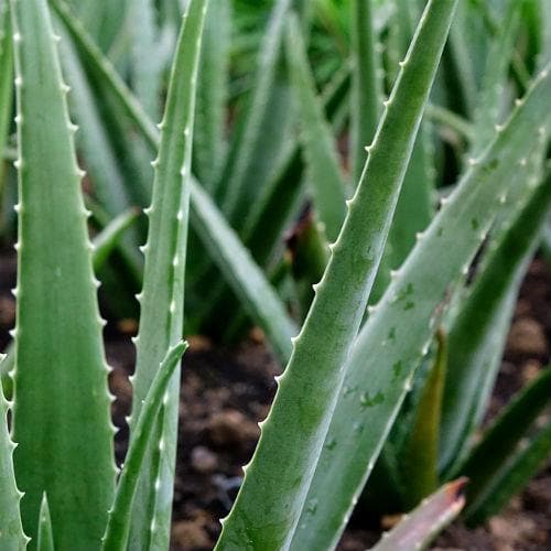 Aloe Vera - Future Forests