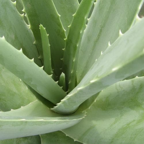 Aloe Vera - Future Forests