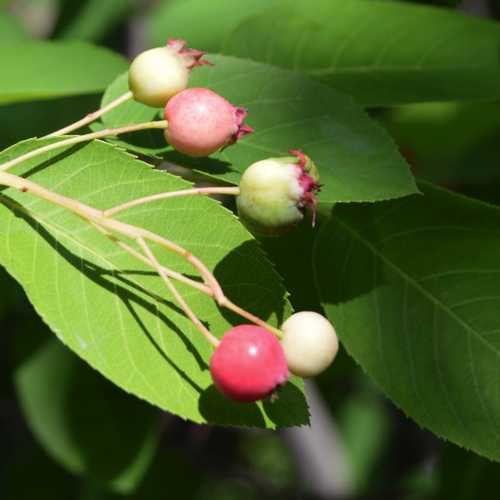 Amelanchier canadensis - Service Berry Bareroot | 1-2ft / Not provided