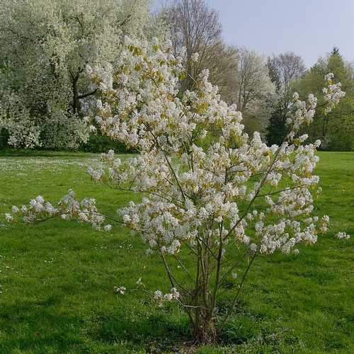 Amelanchier lamarckii - Snowy Mespilus Bareroot | 2-3ft