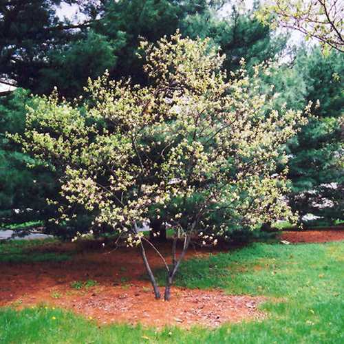 Amelanchier x grandiflora Ballerina - Future Forests