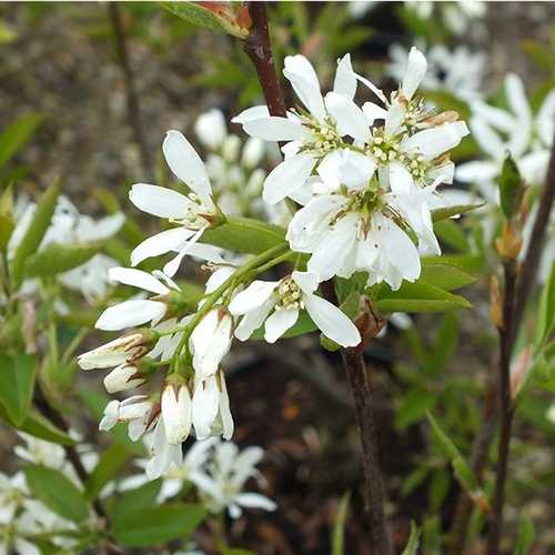 Amelanchier x grandiflora Ballerina - Future Forests