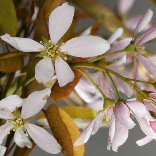 Amelanchier x grandiflora Robin Hill AGM - Future Forests