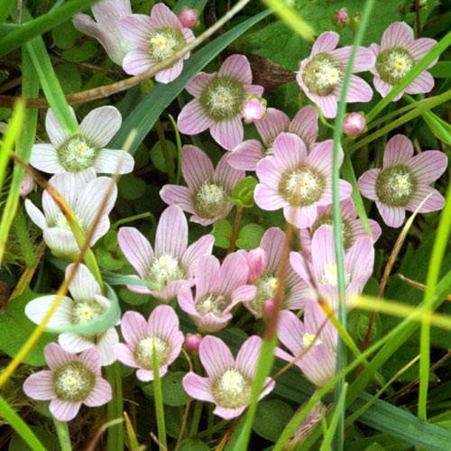 Anagallis tenella - Future Forests