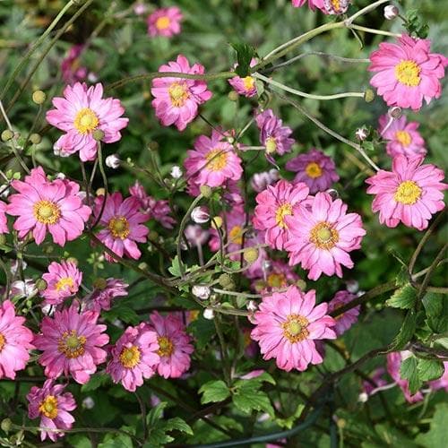 Anemone hupehensis Pamina