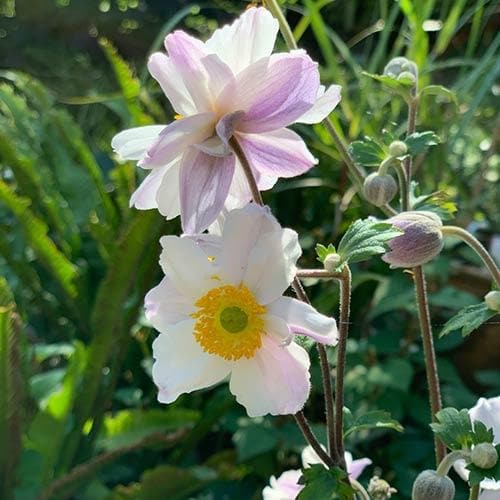 Anemone Ruffled Swan