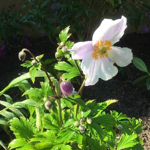 Anemone Ruffled Swan