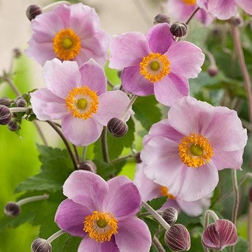 Anemone x hybrida September Charm