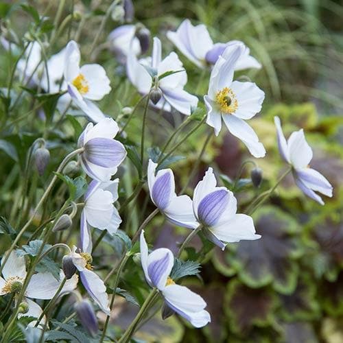 Anemone Wild Swan