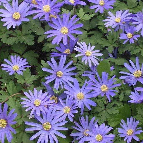 Anemone blanda Blue Shades - Future Forests