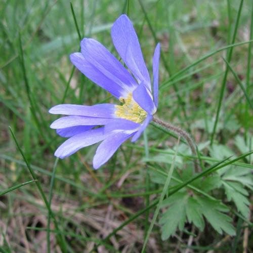 Anemone blanda Blue Shades - Future Forests