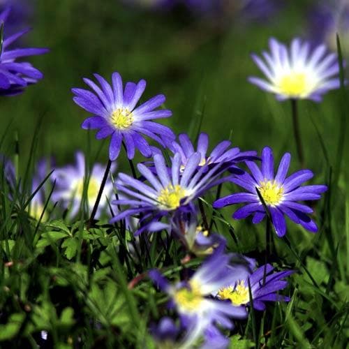 Anemone blanda Blue Shades - Future Forests