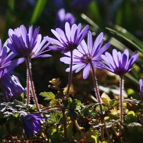 Anemone blanda Blue Shades - Future Forests