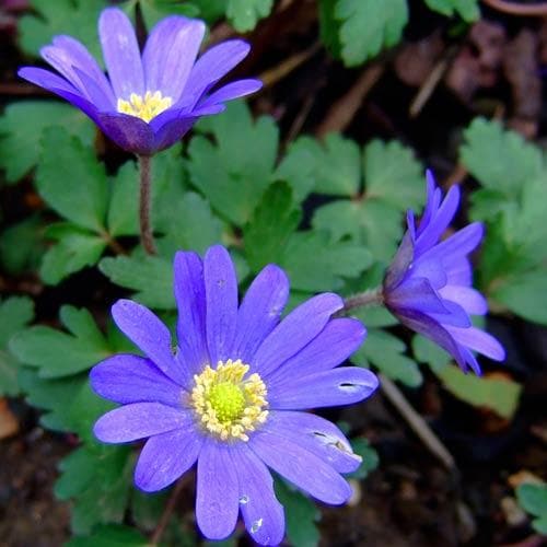 Anemone blanda Blue Shades - Future Forests