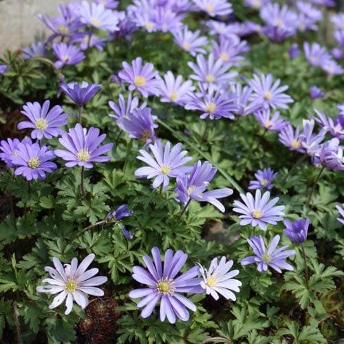 Anemone blanda Blue Shades - Future Forests