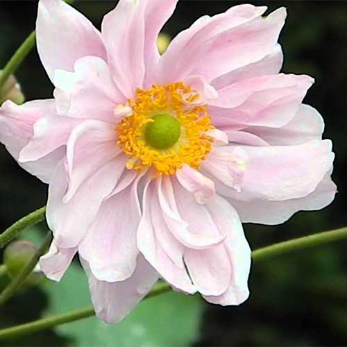 Anemone x hybrida Konigin Charlotte