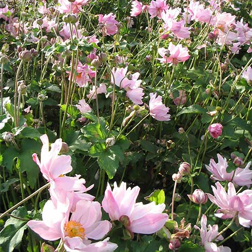 Anemone x hybrida Konigin Charlotte