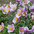 Anemone Regal Swan