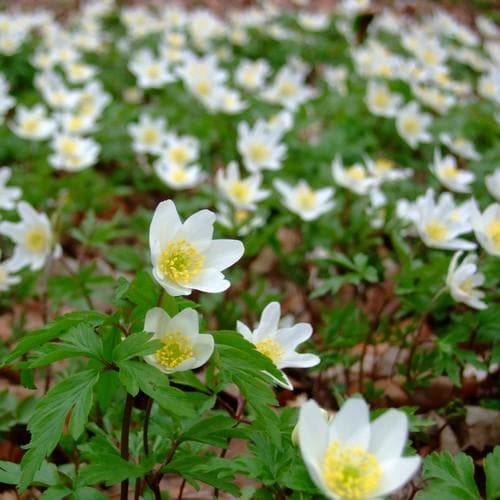 Anemone nemorosa - Future Forests