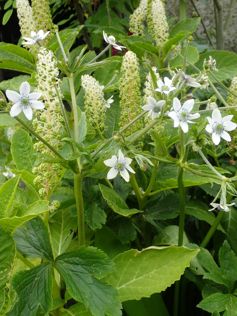 Anemone leveillei