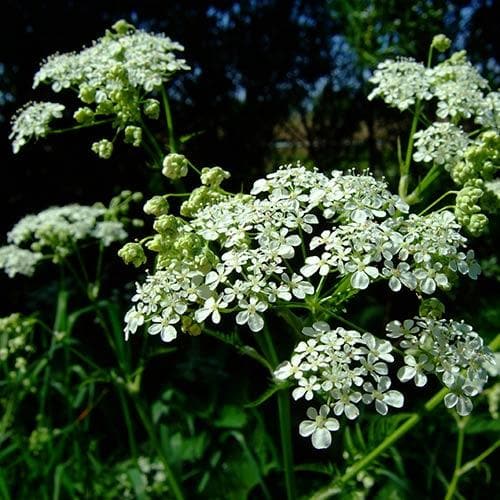 Anthriscus sylvestris - Cow Parsley