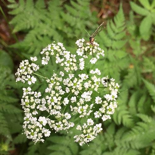 Anthriscus sylvestris - Cow Parsley