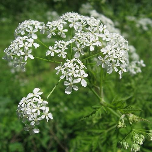 Anthriscus sylvestris - Cow Parsley