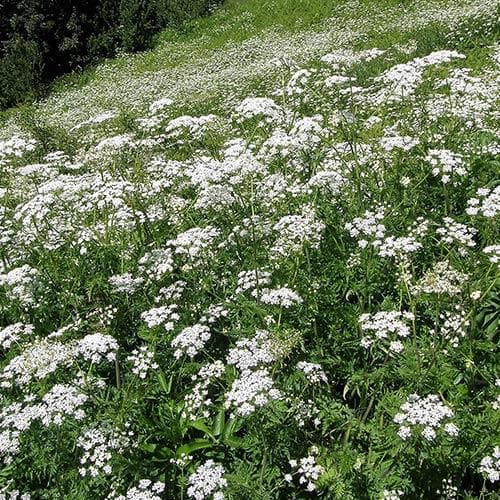 Anthriscus sylvestris - Cow Parsley