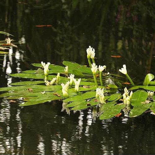 Aponogeton distachyos - Future Forests