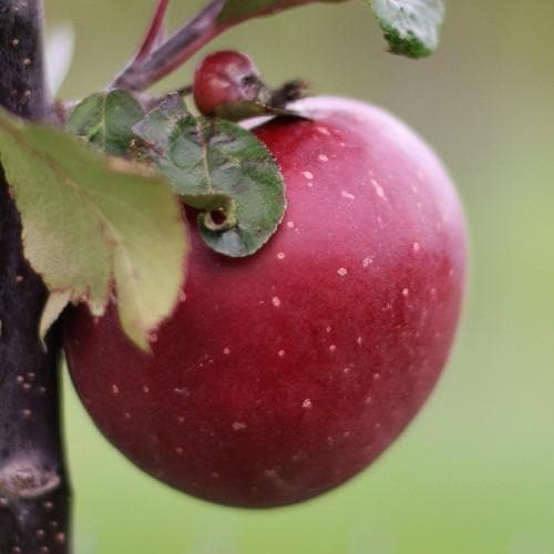 Apple Tickled Pink (Baya® Marisa) - Future Forests