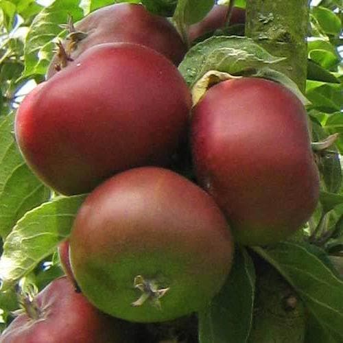 Apple Blood of the Boyne - Future Forests