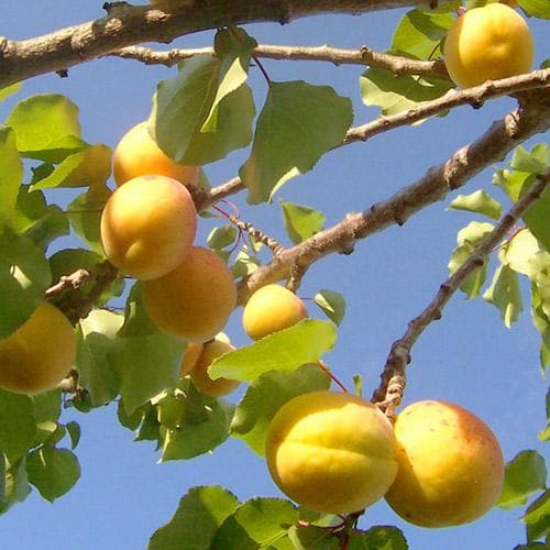 Apricot Early Moorpark - Future Forests