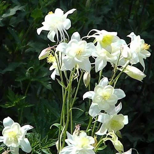 Aquilegia Kristall