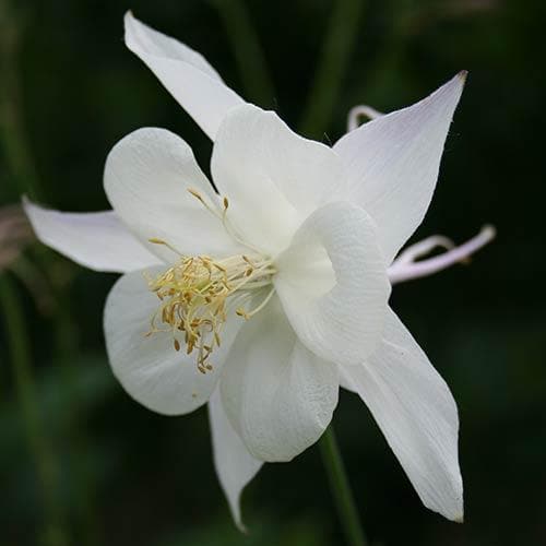 Aquilegia Kristall