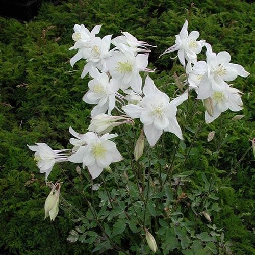 Aquilegia Kristall