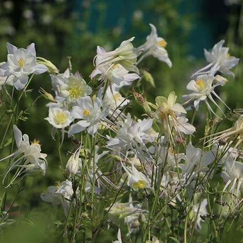 Aquilegia Kristall