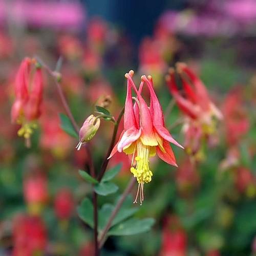 Aquilegia canadensis AGM - Future Forests